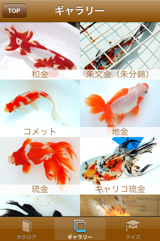 日本金魚図鑑 Japanese Goldfish 綺麗な画像と動画で学べる内容豊富な金魚図鑑アプリ Applibrary